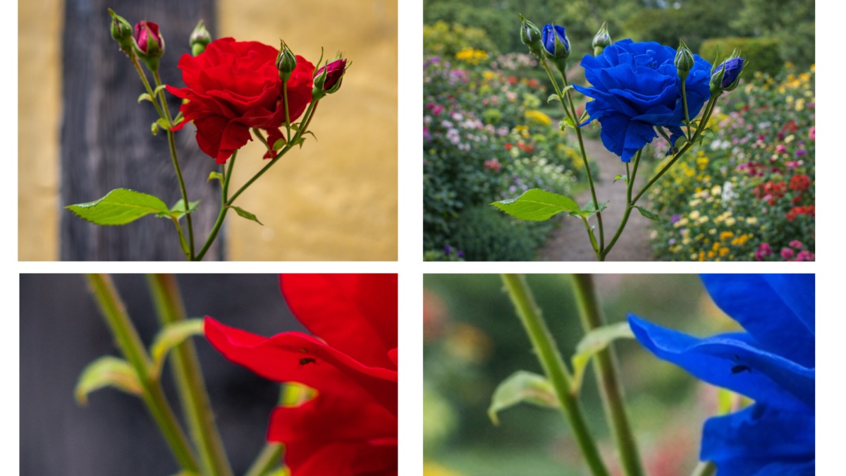 Vergleich zweier Blumenfotos